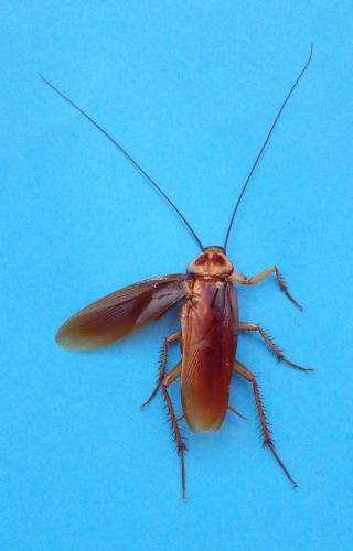 Periplaneta americana